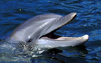 Photo of a dolphin