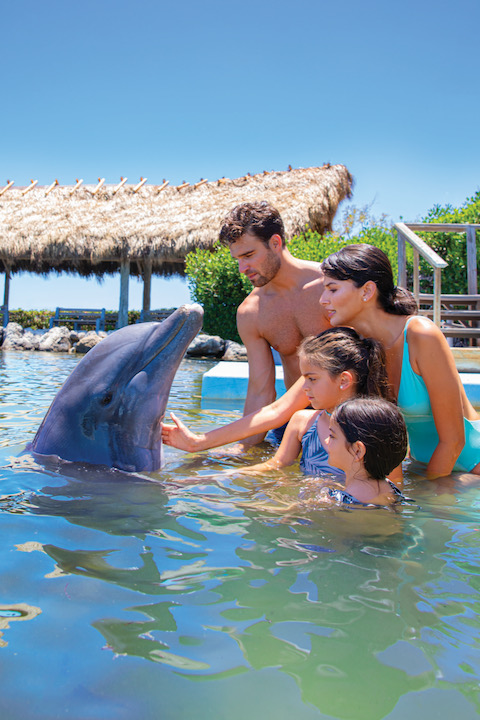 A family interacting with a dolphin in Marathon