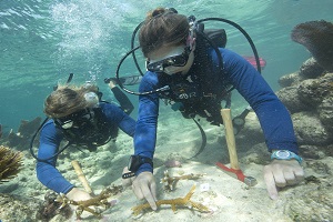 Les efforts de restauration des coraux dans une jungle sous-marine