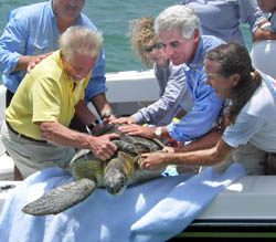 Richie Moretti at far right, doing what he loves, releasing a 140-pound Green sea turtle rehabbed a the Turtle Hospital. Aiding Moretti are Florida Governor Charlie Crist center and Monroe County Mayor Mario Di Gennaro on the left. Photo by Andrew Crowder/Florida Keys News Bureau.