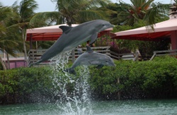 These two dolphins are part of the successful breeding consortium program through Dolphin Connection, at Hawk’s Cay on Duck Key.
 
