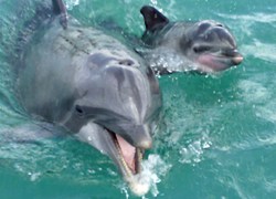 The one-day-old calf is learning the ropes for his upcoming seasons in dolphin-human interaction.