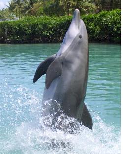 Visitors can get wet above and below water with the Dolphin Discovery program.