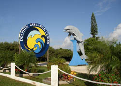 Mother and calf sculpture by Dale Hudson and Gary Jones greets visitors to the Dolphin Research Center on Grassy Key in Marathon. Photo courtesy of Dolphin Research Center.