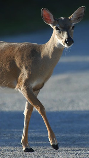 The tiny Key deer, about the size of a large dog, is indigenous to the Lower Keys. Photo: Andy Newman