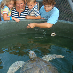 Moretti and his staff treat injured sea turtles and, when possible, return them to the wild. If release isn’t feasible, the creatures become permanent residents.  