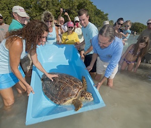 Staff members from the Turtle Hospital, whose mission is to rescue, rehab and release sea turtles, are assisted by volunteers to release Sandy back to the wild. Image by Andy Newman/Florida Keys News Bureau