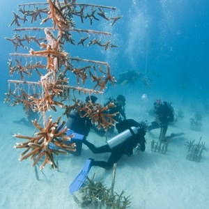Endangered base-building corals include boulder, brain and star corals, and two branching species, staghorn and elkhorn, which can be propagated quickly to create new habitats.