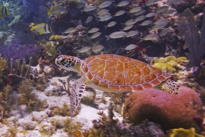 Turtle amidst the Keys' beautiful underwater jungle at John Pennekamp Coral Reef State Park. Credit Frazier Nivens