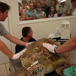 A Turtle Hospital staffer, right, shows visitors a female green sea turtle that underwent treatment for intestinal ailments.