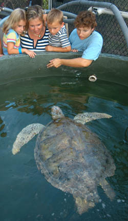 A Turtle Hospital staffer, right, shows visitors to the center a female green sea turtle that underwent treatment for intestinal ailments. 