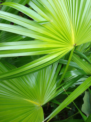 Native thatch palms are found nowhere else in the United States. Image: Jennifer Murray/Florida Keys Photo Adventure