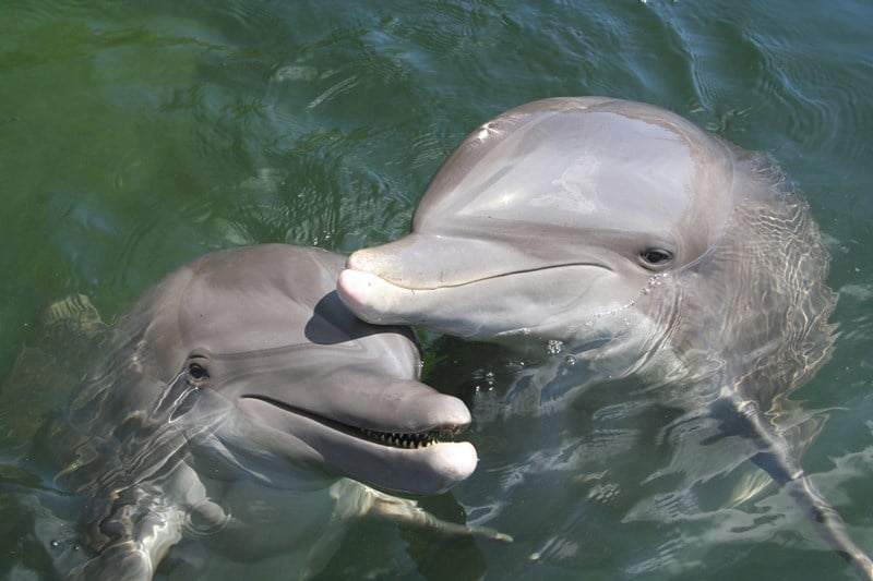 Theater OF THE SEA - Image 1